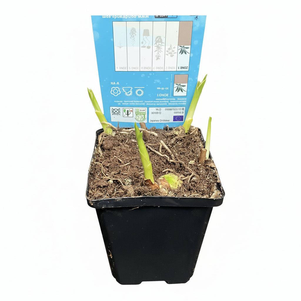 Orhidee de gradina - Bletilla striata (Purple)