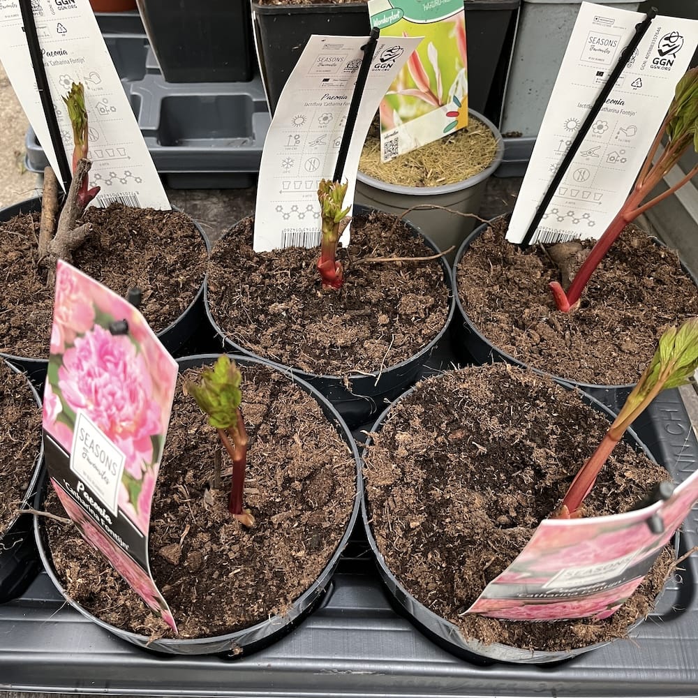 Bujori de gradina speciali - Paeonia lactiflora 'Catharina Fontijn'