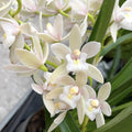 Cymbidium Sarah Jean 'Rose on Ice' (curgator)