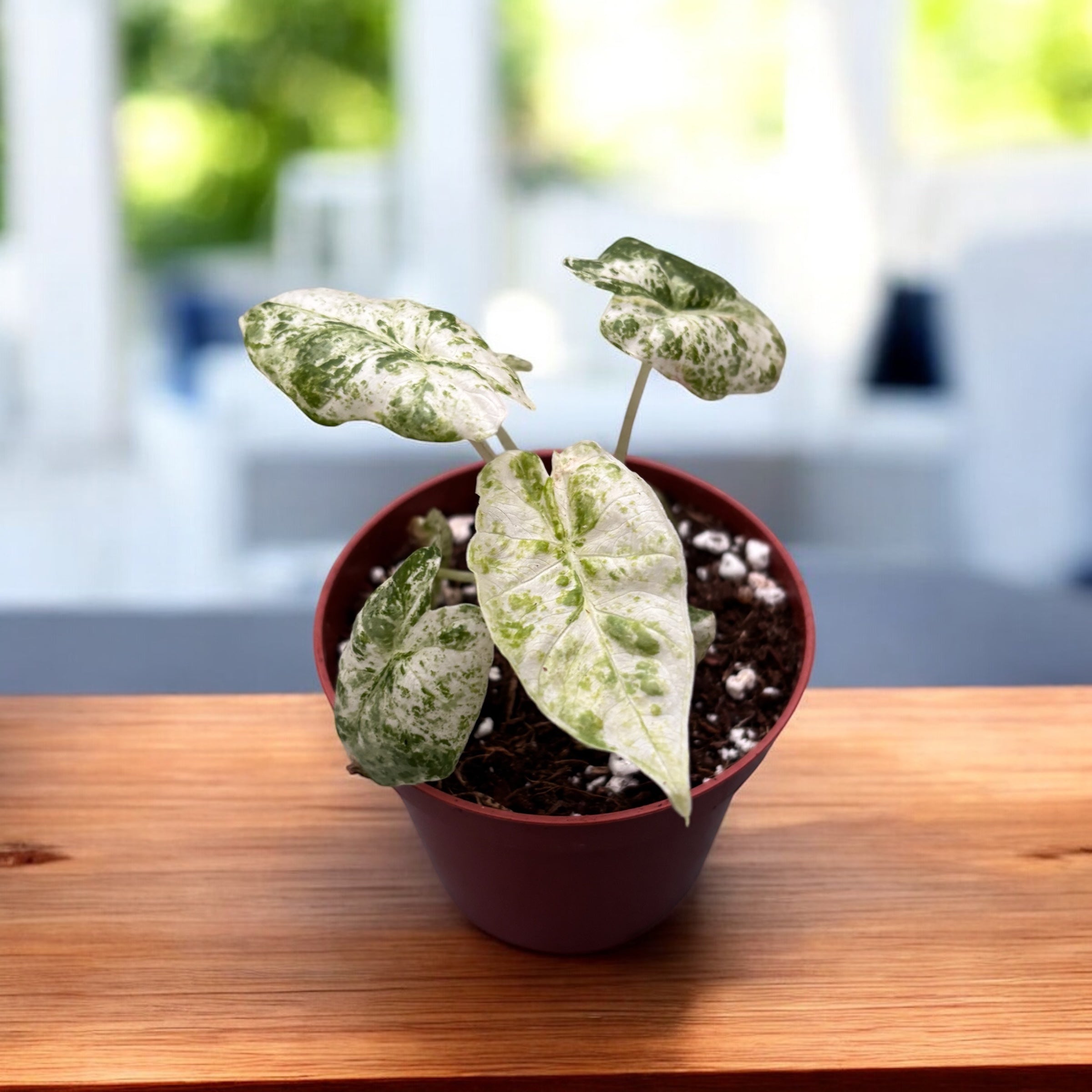 Alocasia odora 'Variegata-Batik' - babyplants