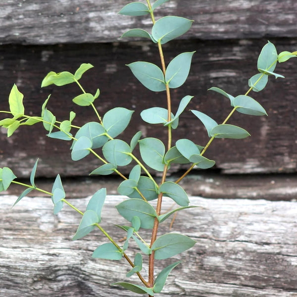 Eucalyptus - Eucalyptus stellulata (Black Sally)