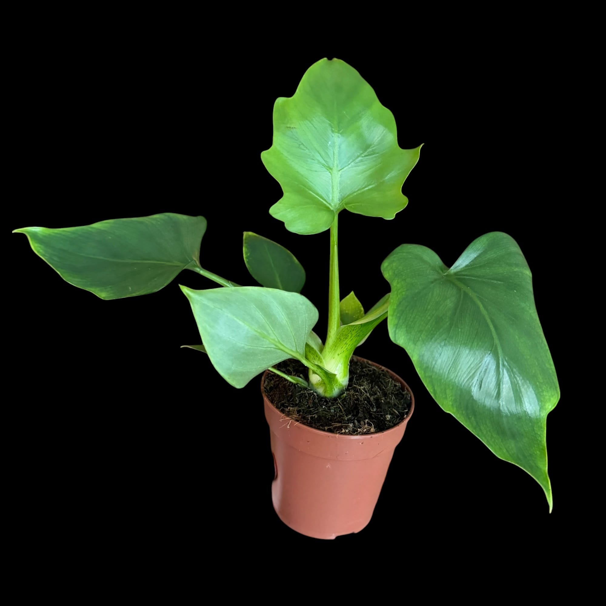 philodendron warscewiczii green Philodendron warscewiczii (Green) – Secret Garden Plant Shop