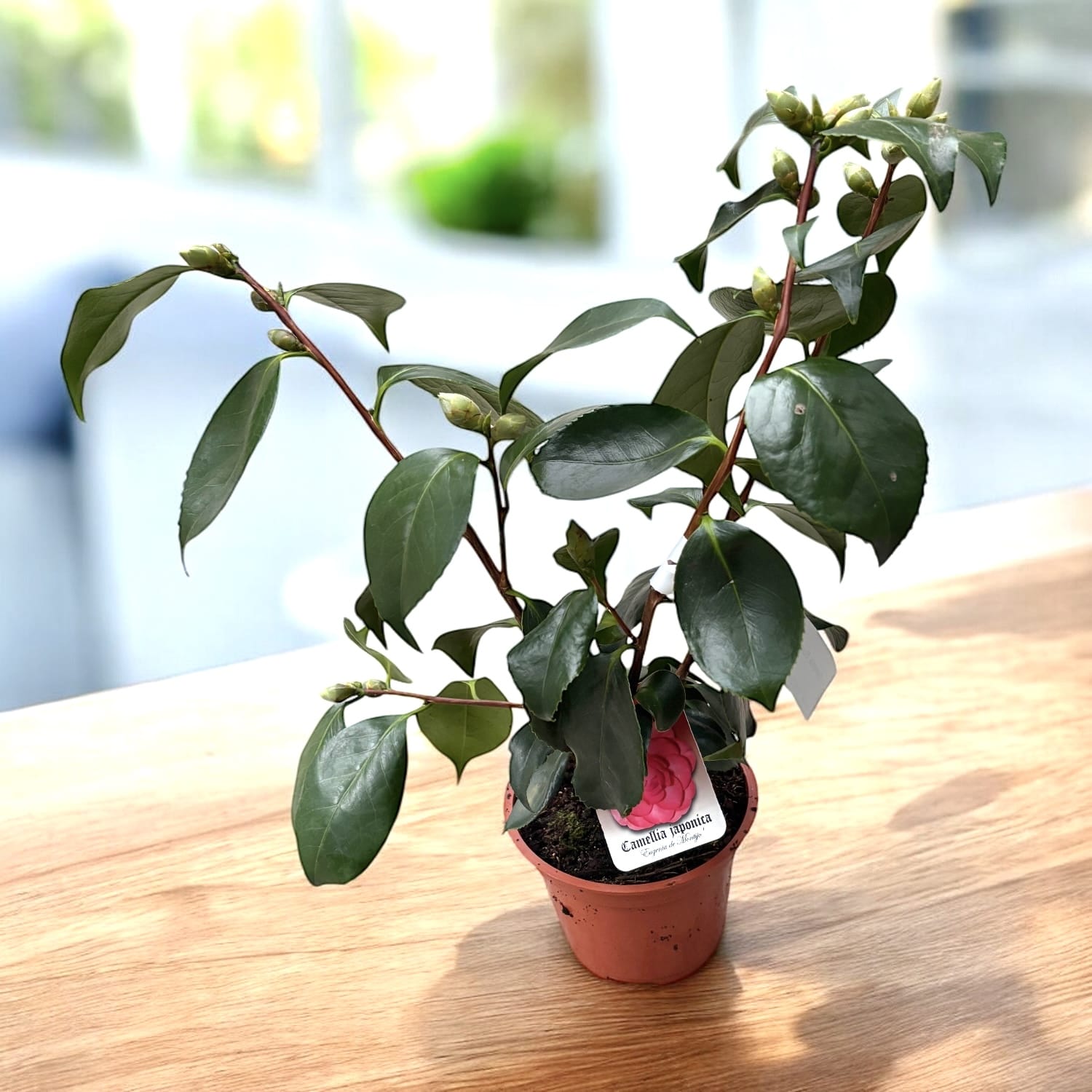 Camellia japonica 'Eugenia de Montijo'