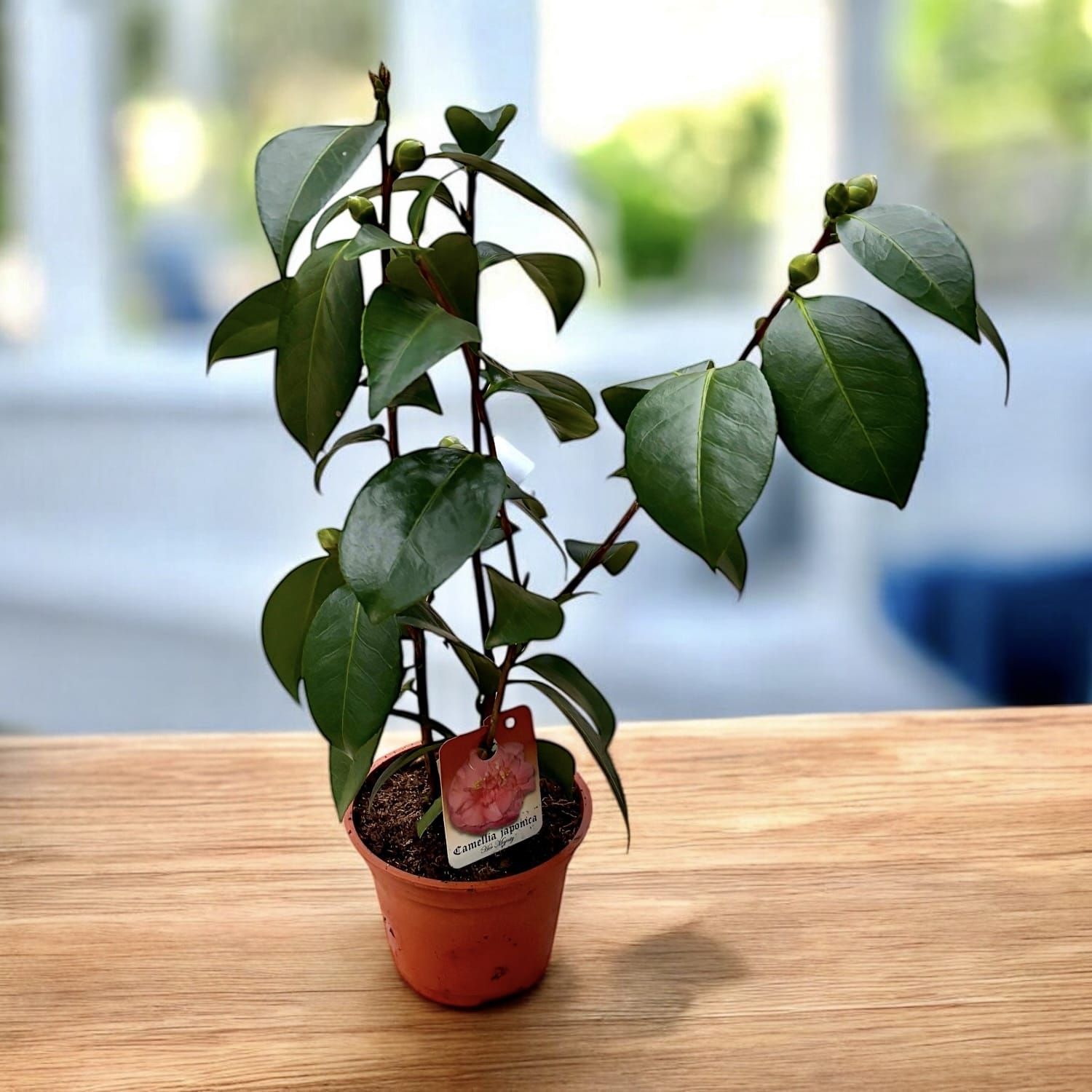 Camellia japonica 'Her Majesty Queen Elizabeth II'