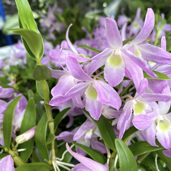 Dendrobium 'Pukekura' (bush)