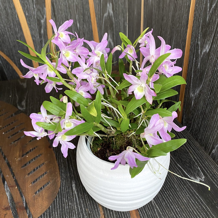 Dendrobium 'Pukekura'