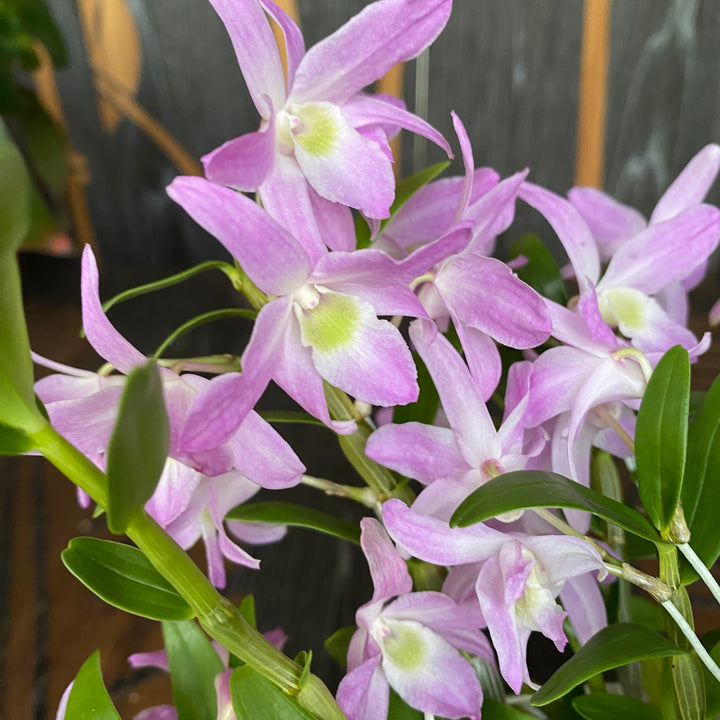 Dendrobium 'Pukekura' (bush)