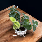 Tradescantia Sillamontana Variegata babyplant