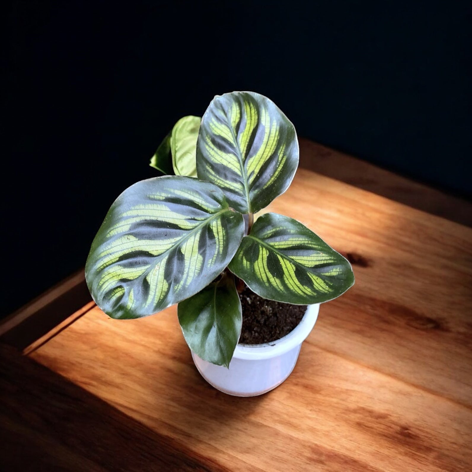 Calathea Makoyana (babyplant)