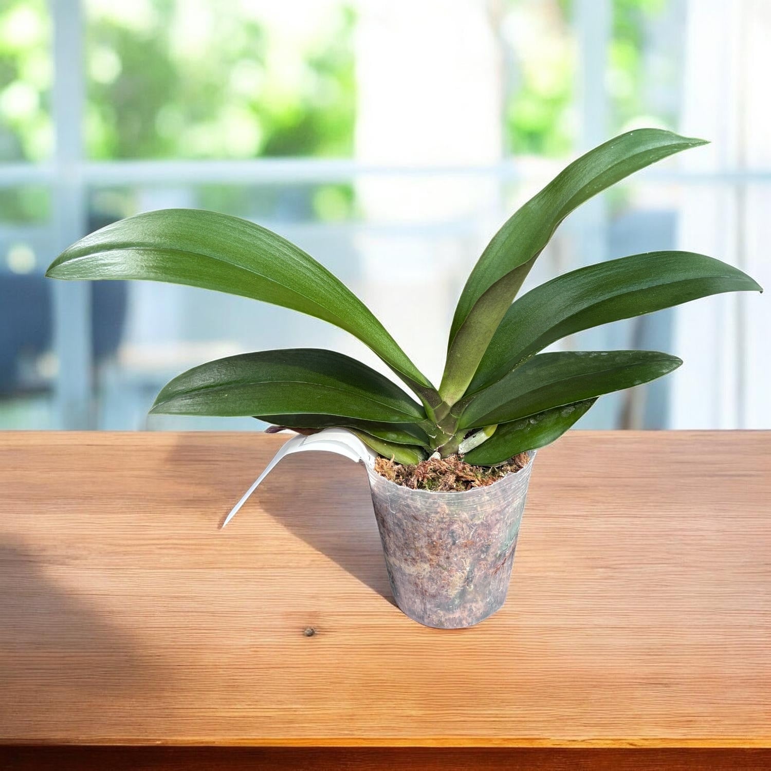 Phalaenopsis Hornglin Sladká kukuřice
