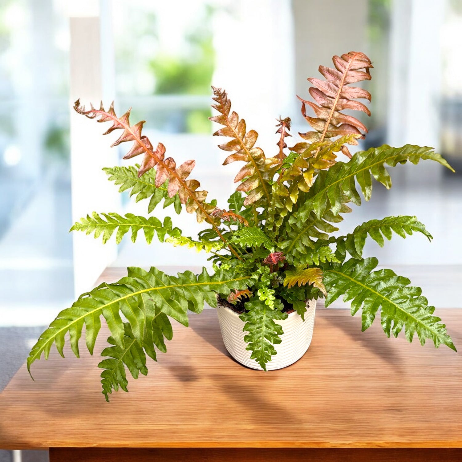 Blechnum brasiliense ‘Volcano’ - feriga braziliana cu frunze rosii