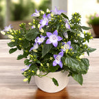 Campanula 'Starina Bicolor Star' - campanula compacta cu flori stelate