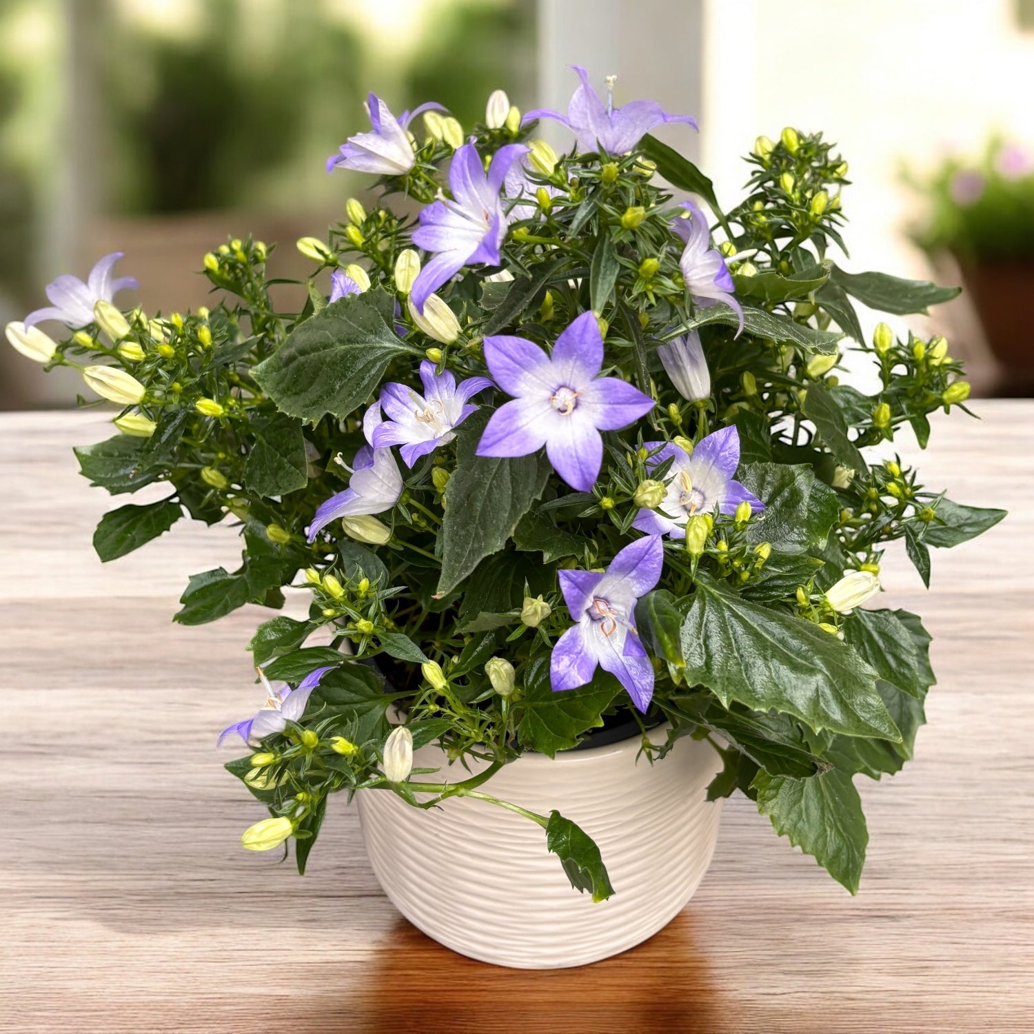 Campanula 'Starina Bicolor Star' - campanula compacta cu flori stelate