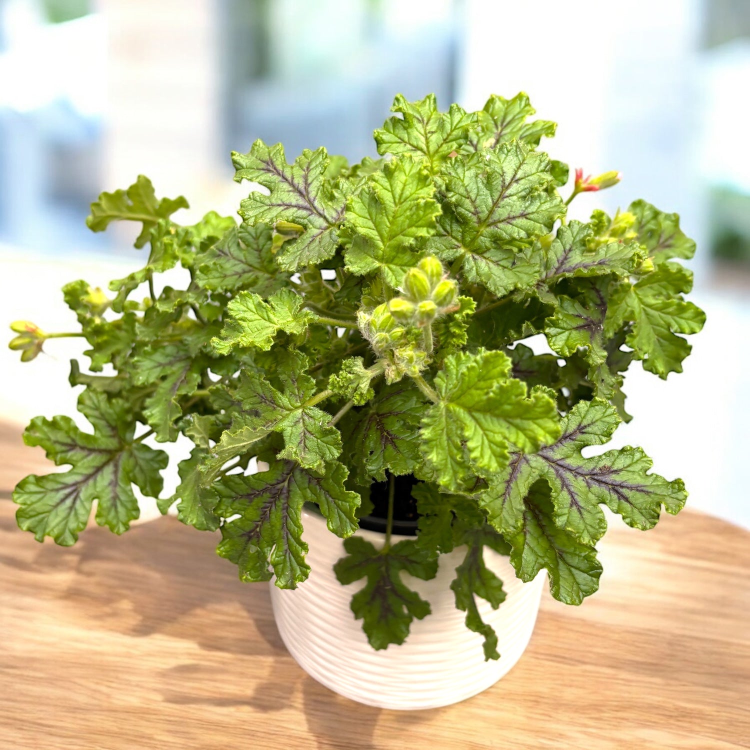 Muscate parfumate - Scented Geranium ‘Isko Oak’