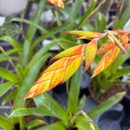 Tillandsia dyeriana - bromelie tropicala cu inflorescenta spectaculoasa