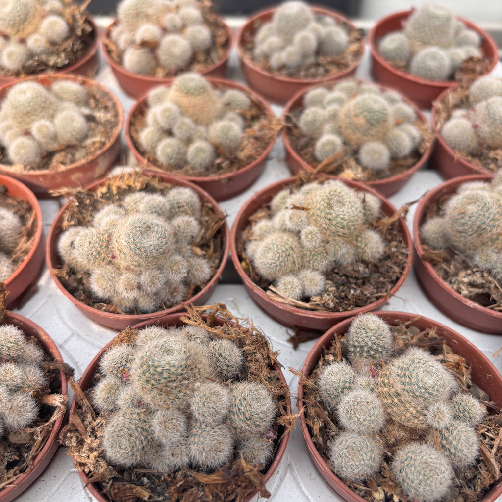 Rebutia cv. sunrise