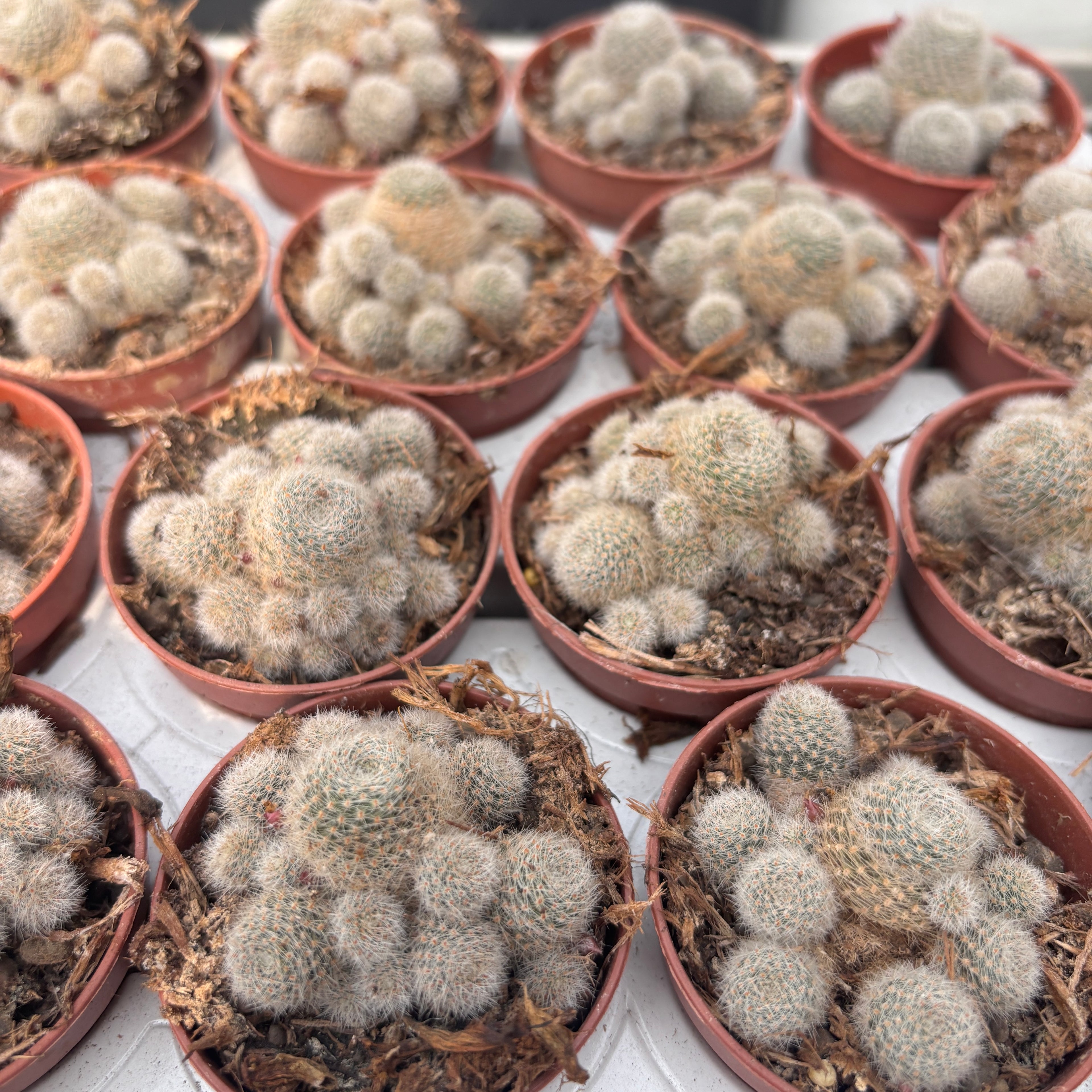 Rebutia cv. sunrise