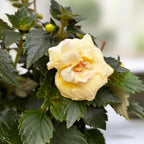Achimenes ‘Yellow English Rose’ - flori duble mari, asemanatoare trandafirilor englezesti