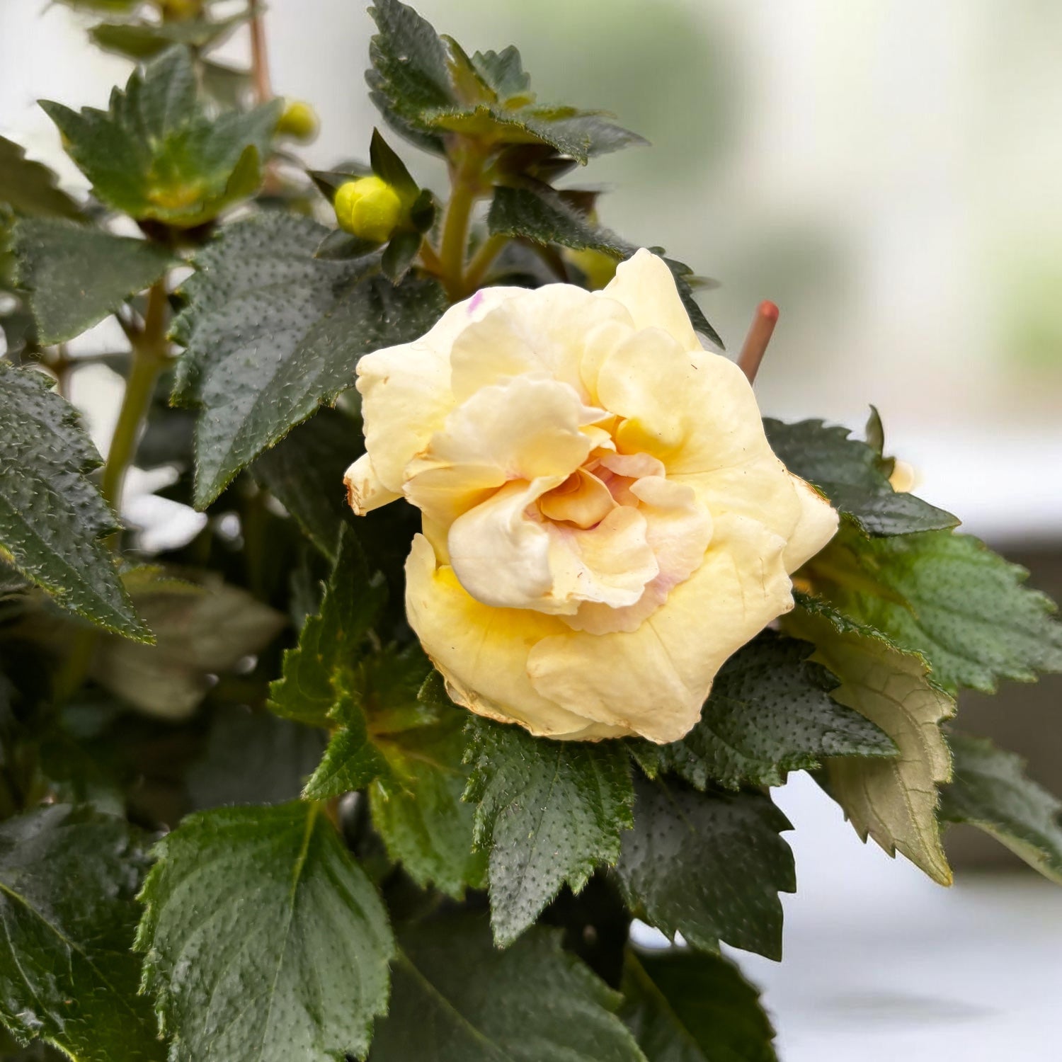 Achimenes ‘Yellow English Rose’ - flori duble mari, asemanatoare trandafirilor englezesti