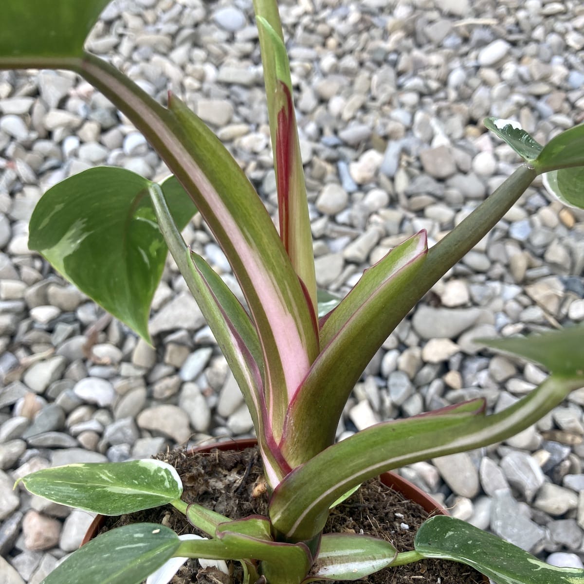 Philodendron erubescens 'White Princess' D12
