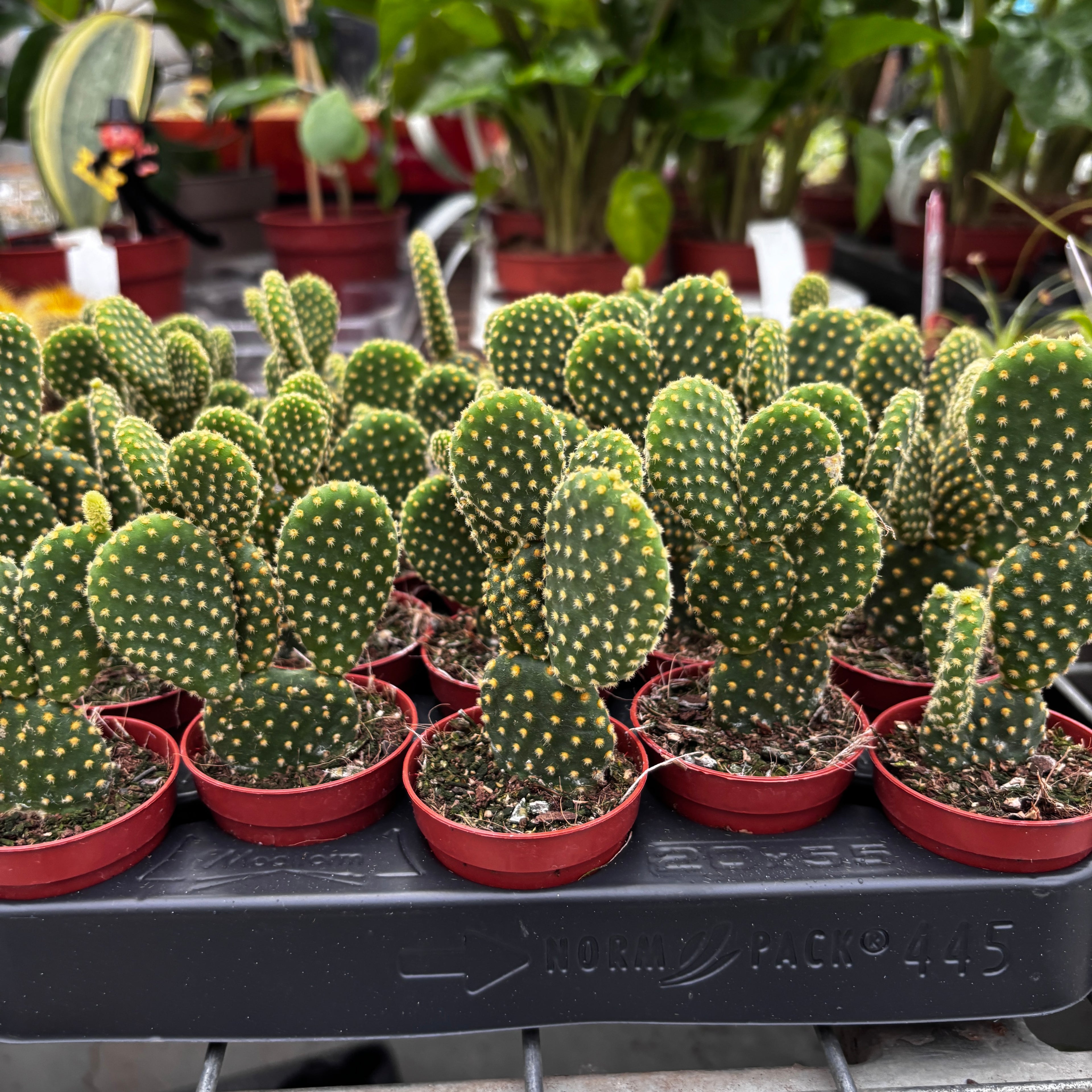 Opuntia microdasys var. pallida - kaktus „králičí uši”