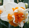 Bulbi narcise cu flori duble - Narcissus Peach Swirl