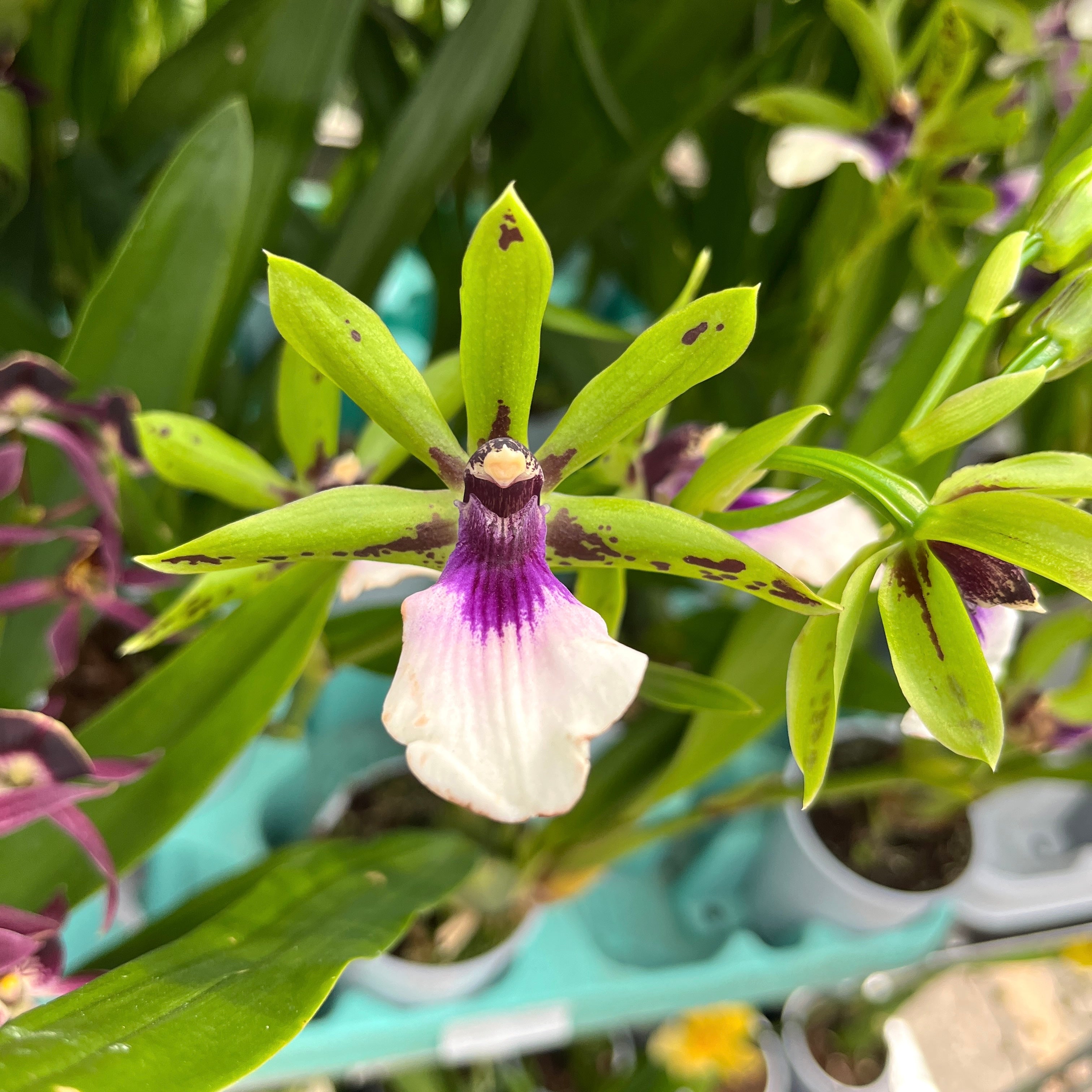 Zygoneria Freestyle Meadows (variation)* parfumat