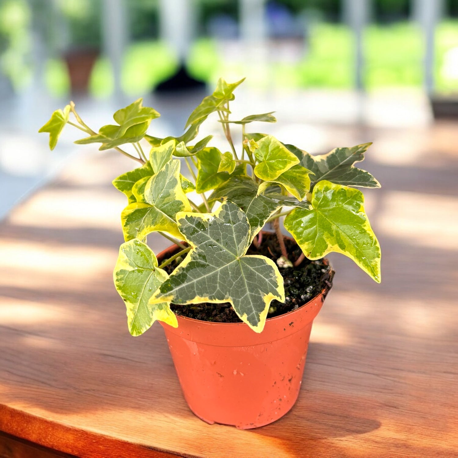Hedera helix 'Goldchild' - iedera variegata cu margini aurii
