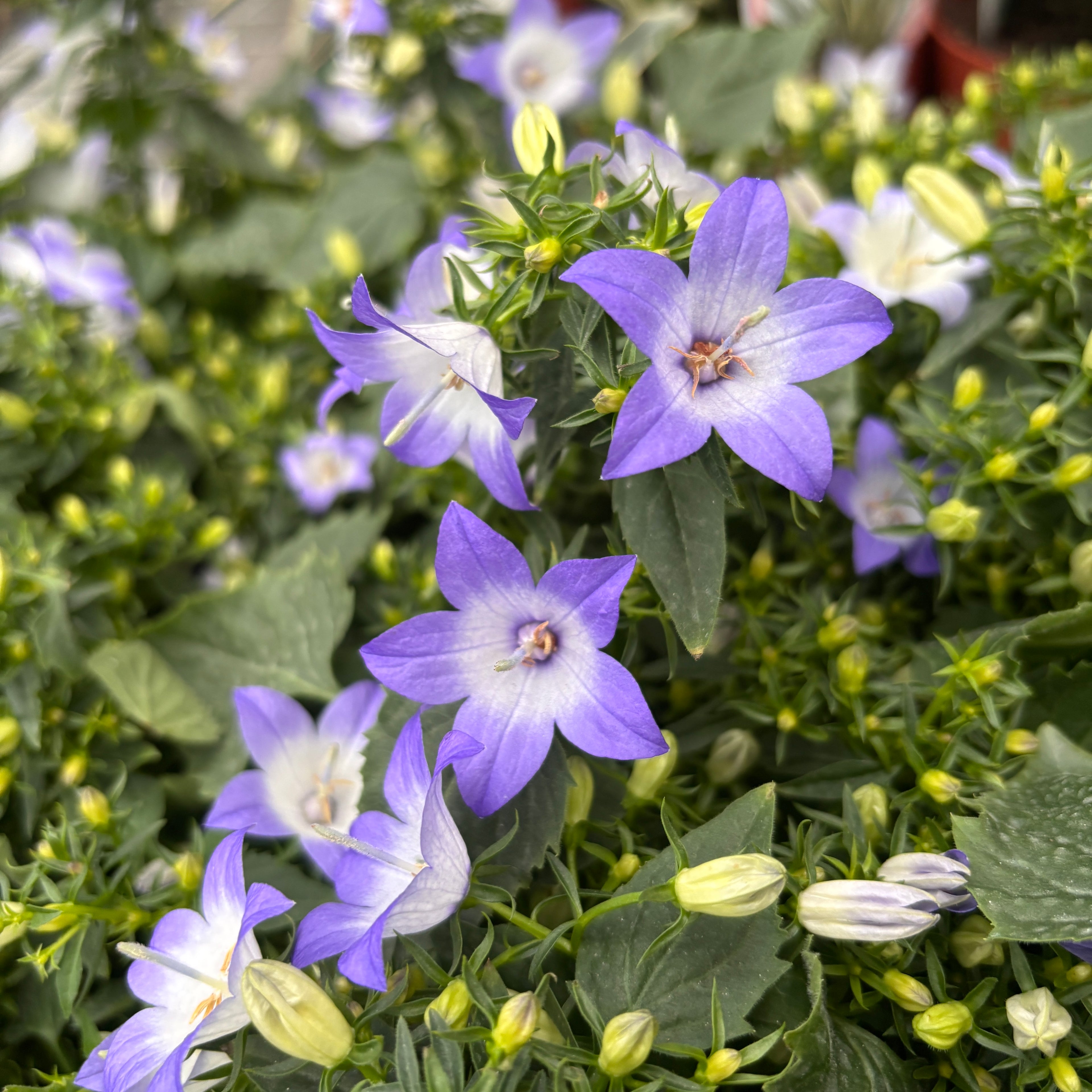 Campanula 'Starina Bicolor Star' - campanula compacta cu flori stelate