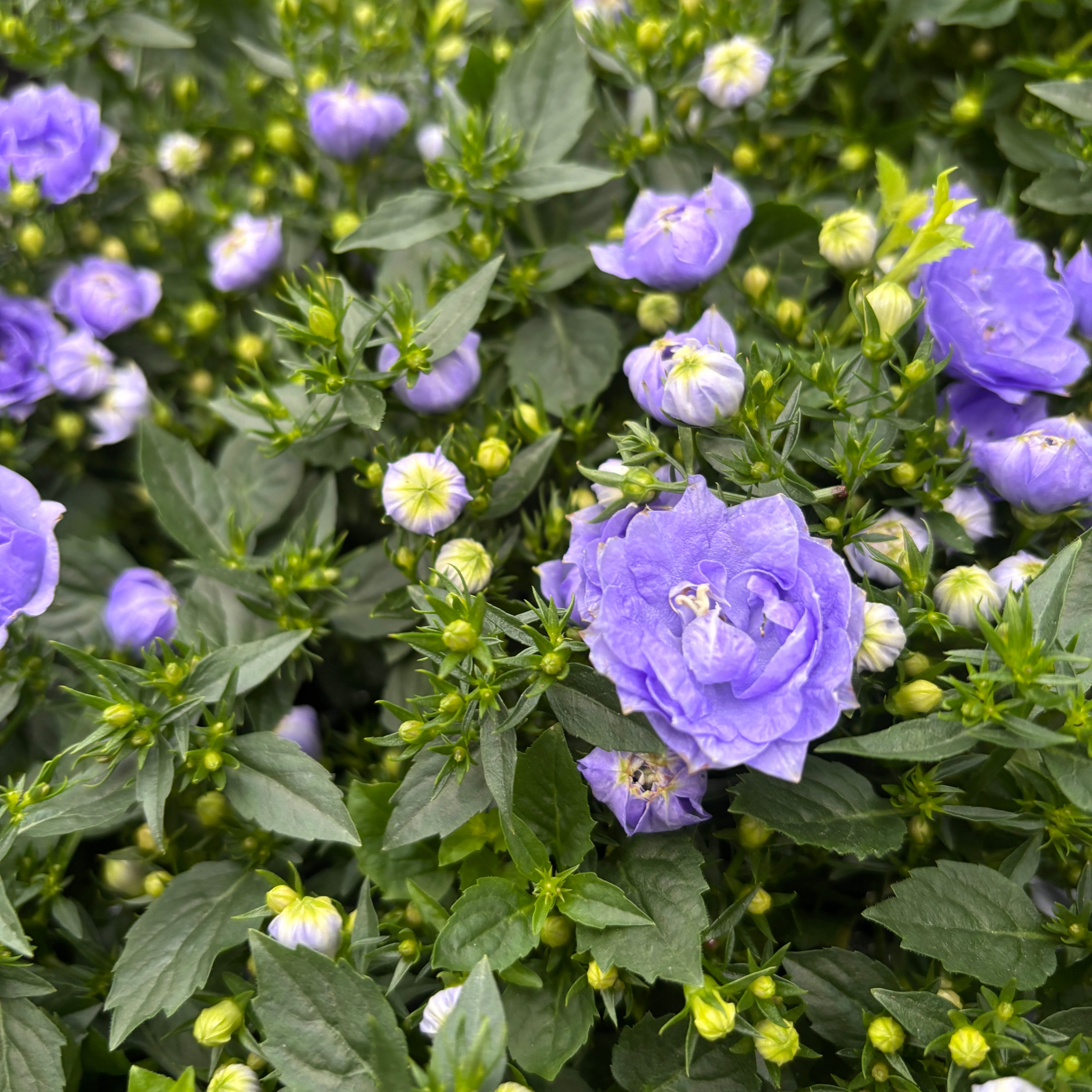 Campanula 'Bloom Blue Ocean' - campanula compacta cu flori duble