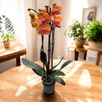 Phalaenopsis Anthura Bologna