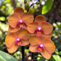 Phalaenopsis Anthura Bologna