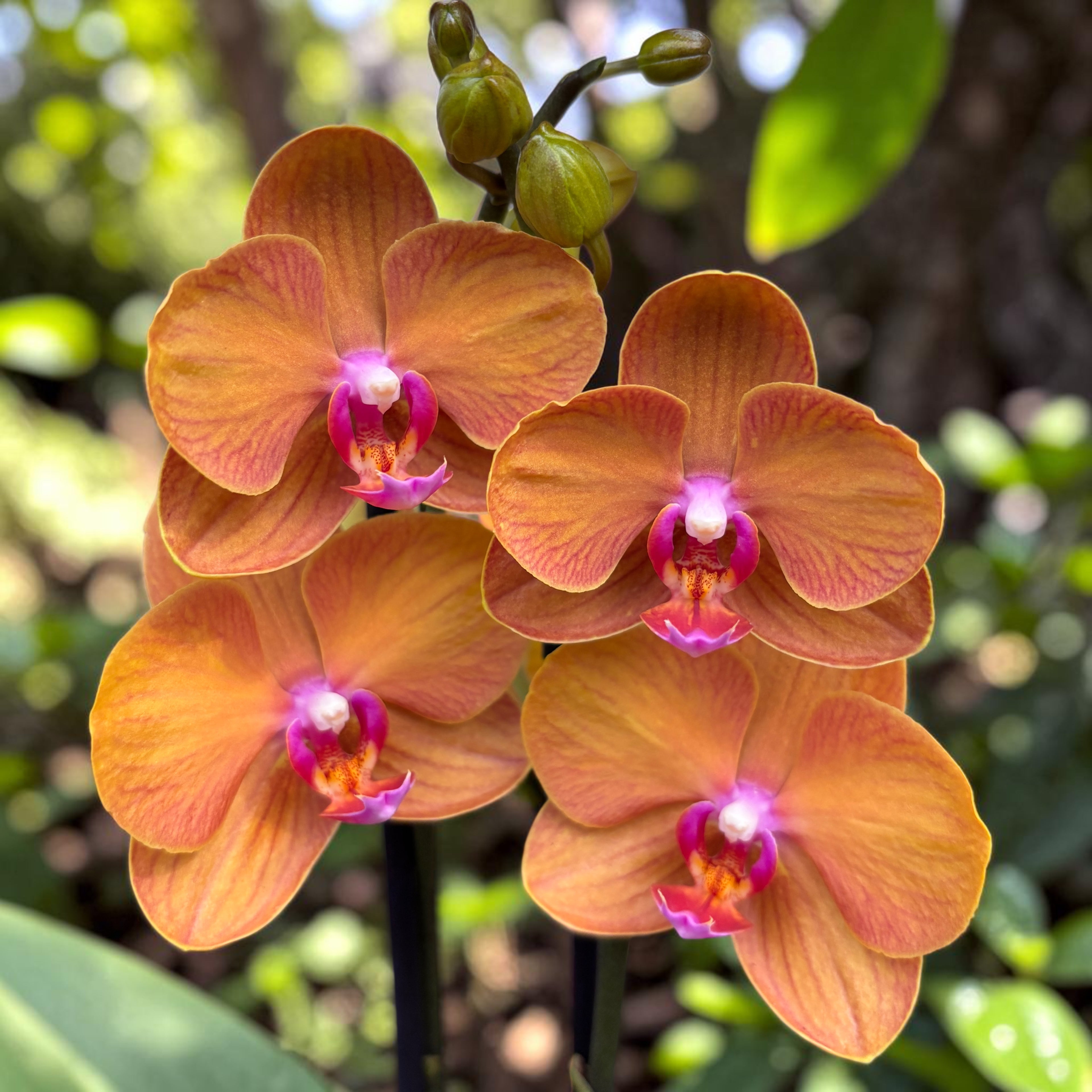 Phalaenopsis Anthura Bologna