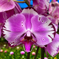 Phalaenopsis Anthura Brother You