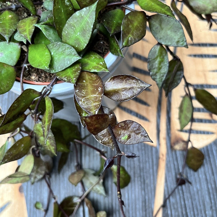 Hoya krohniana 'Black Leaves'