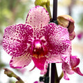 Phalaenopsis I-Hsin Super Star