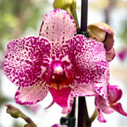 Phalaenopsis I-Hsin Super Star