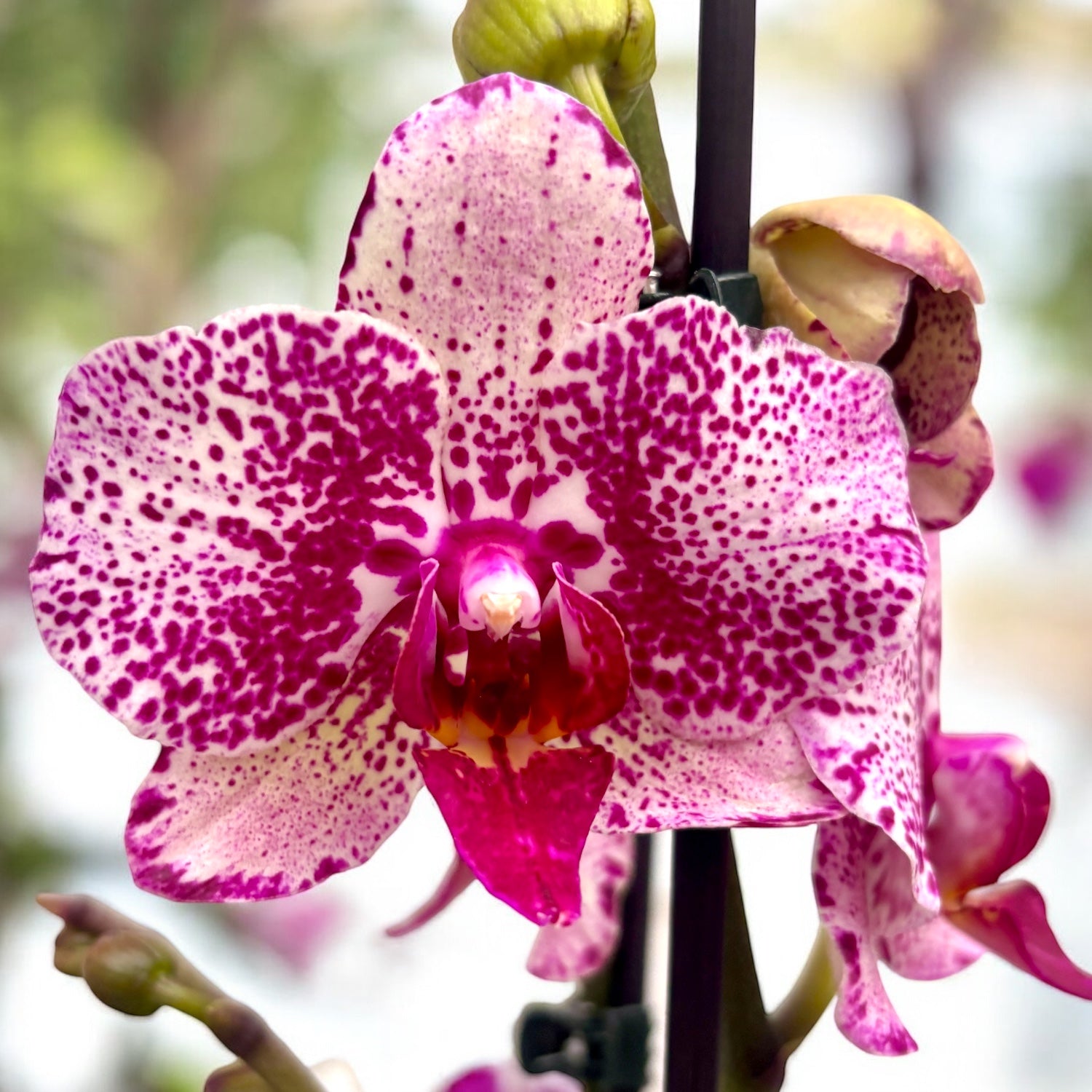 Phalaenopsis I-Hsin Super Star