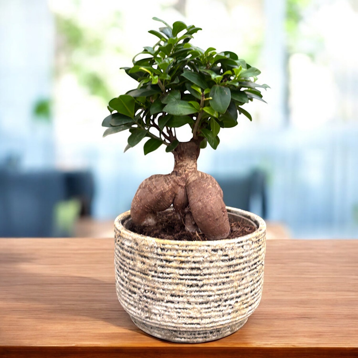 Ficus microcarpa Ginseng – bonsai decorativ cu trunchi sculptural