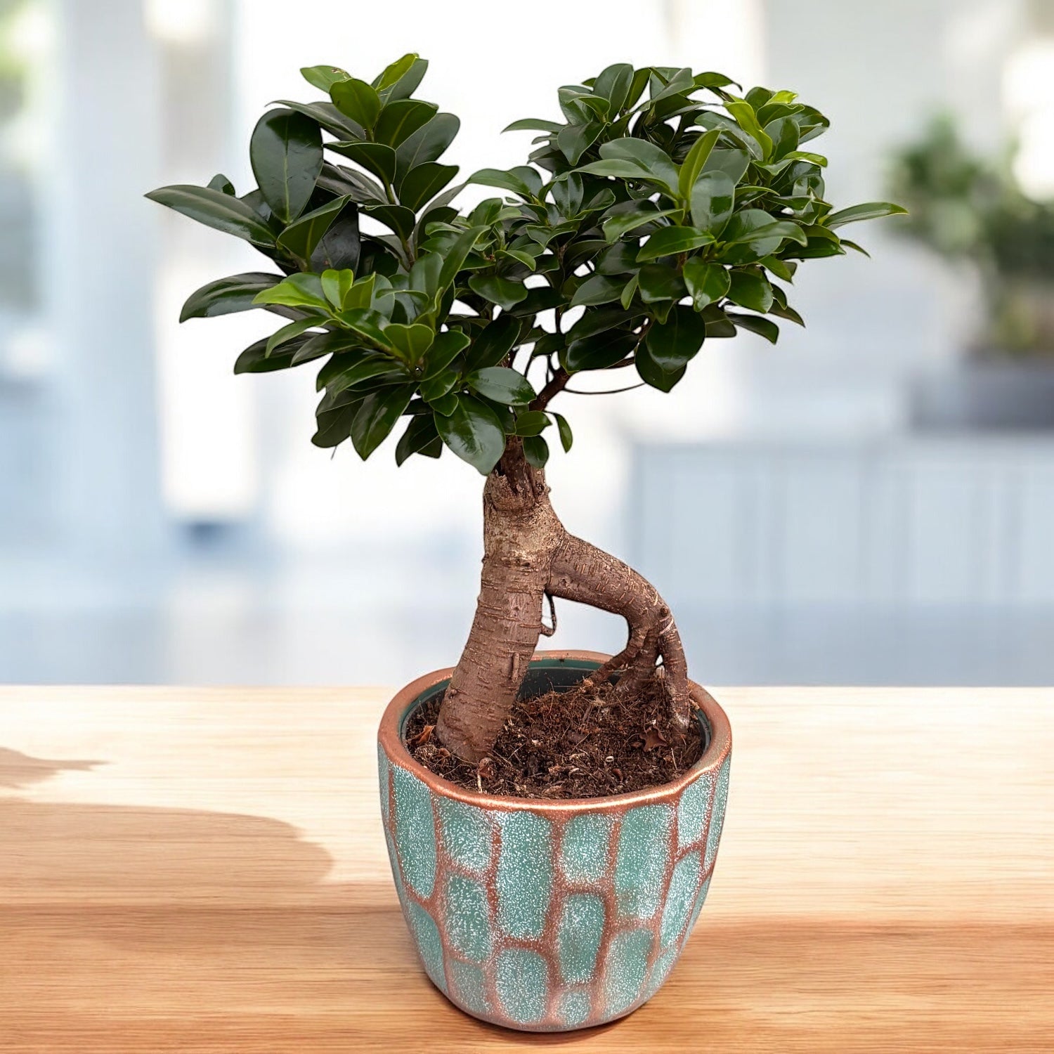 Bonsai - Ficus microcarpa ‘Ginseng’