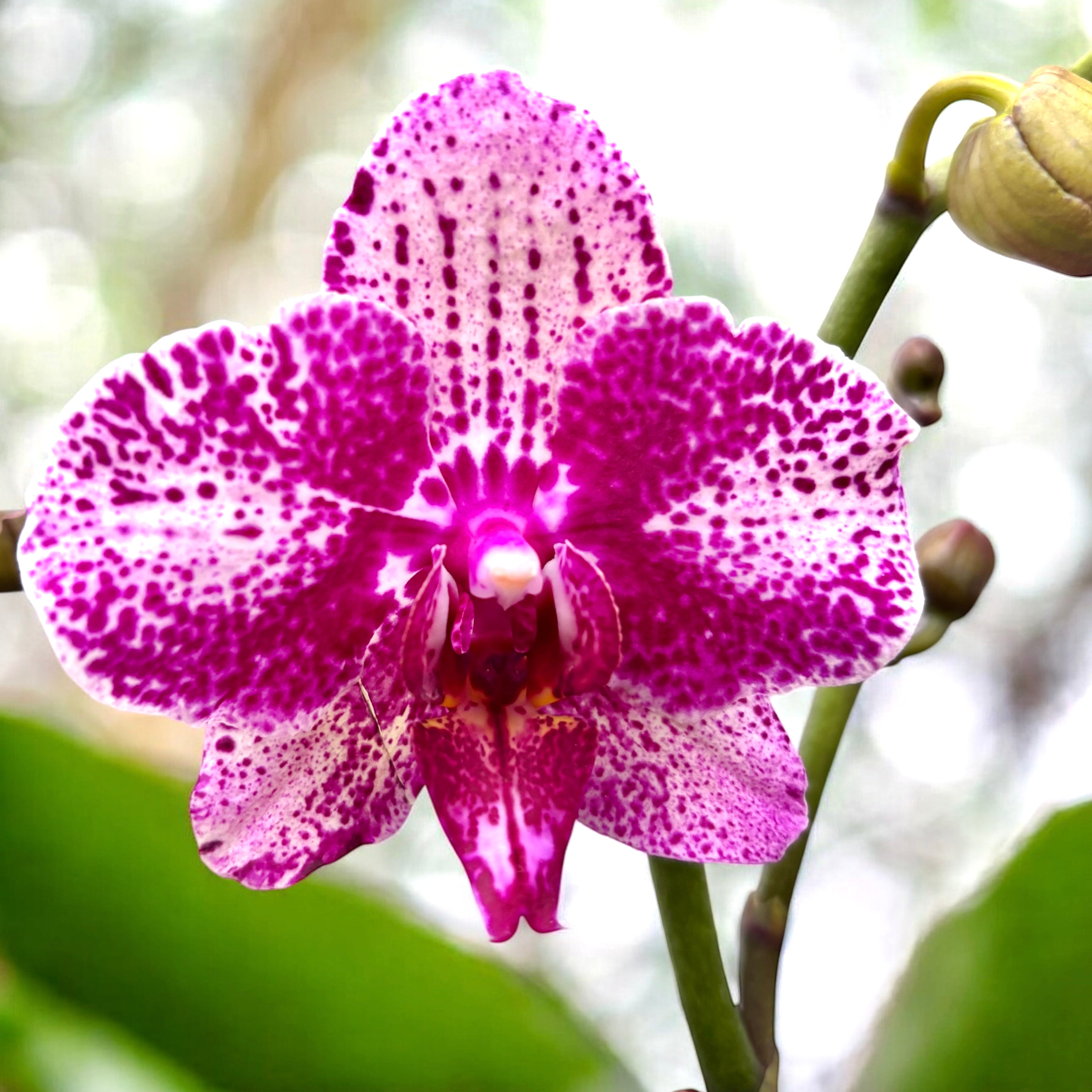 Phalaenopsis I-Hsin Super Star