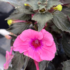 Achimenes ‘Summer Festival’ - flori mari roz-magenta, inflorire abundenta