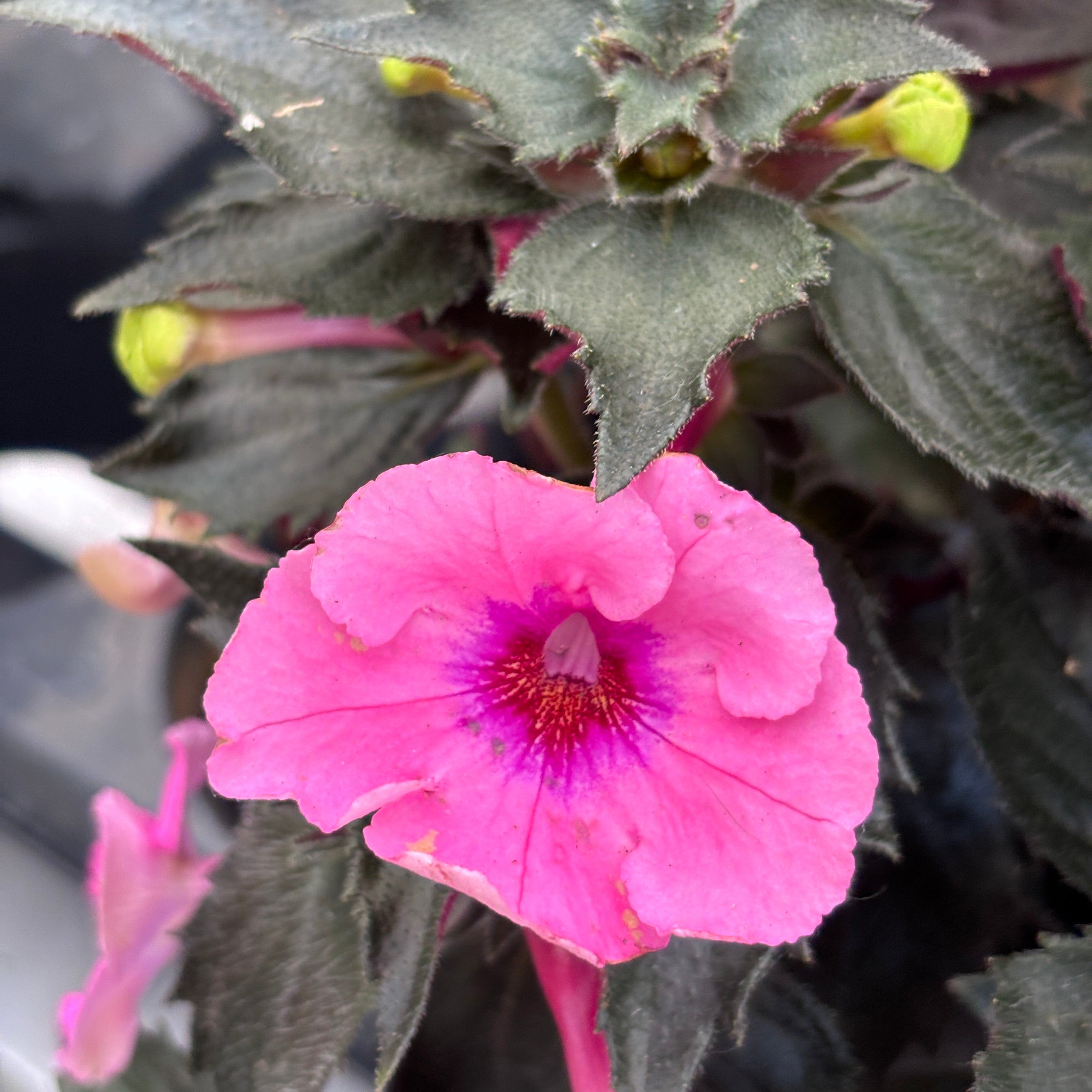 Achimenes ‘Summer Festival’ - flori mari roz-magenta, inflorire abundenta