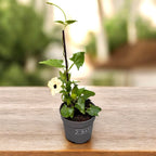 Thunbergia alata ‘White Halo’ (Suzana cu ochi negri)