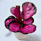 Calathea ‘Misty Red’ – frunzis intens colorat, cu nuante vibrante