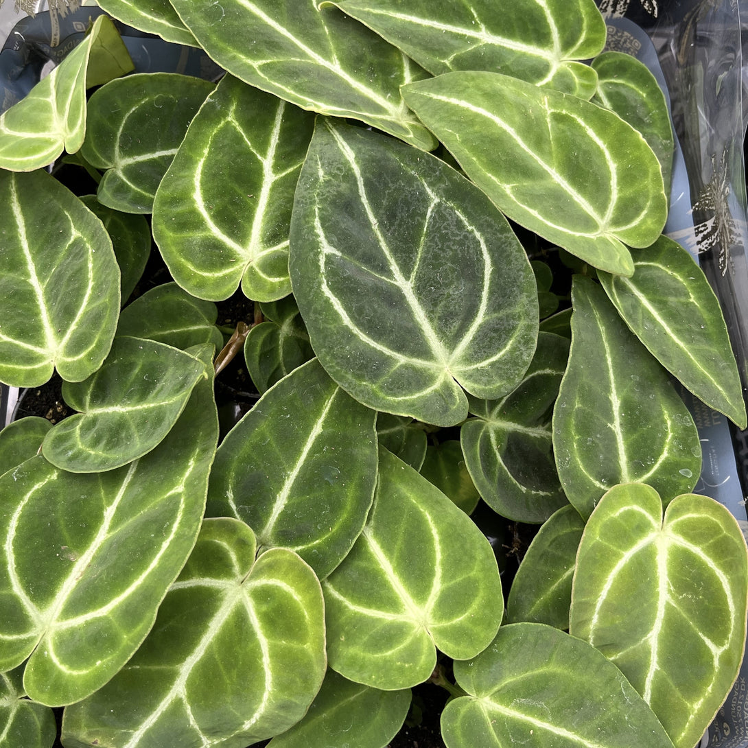 Anthurium magnificum