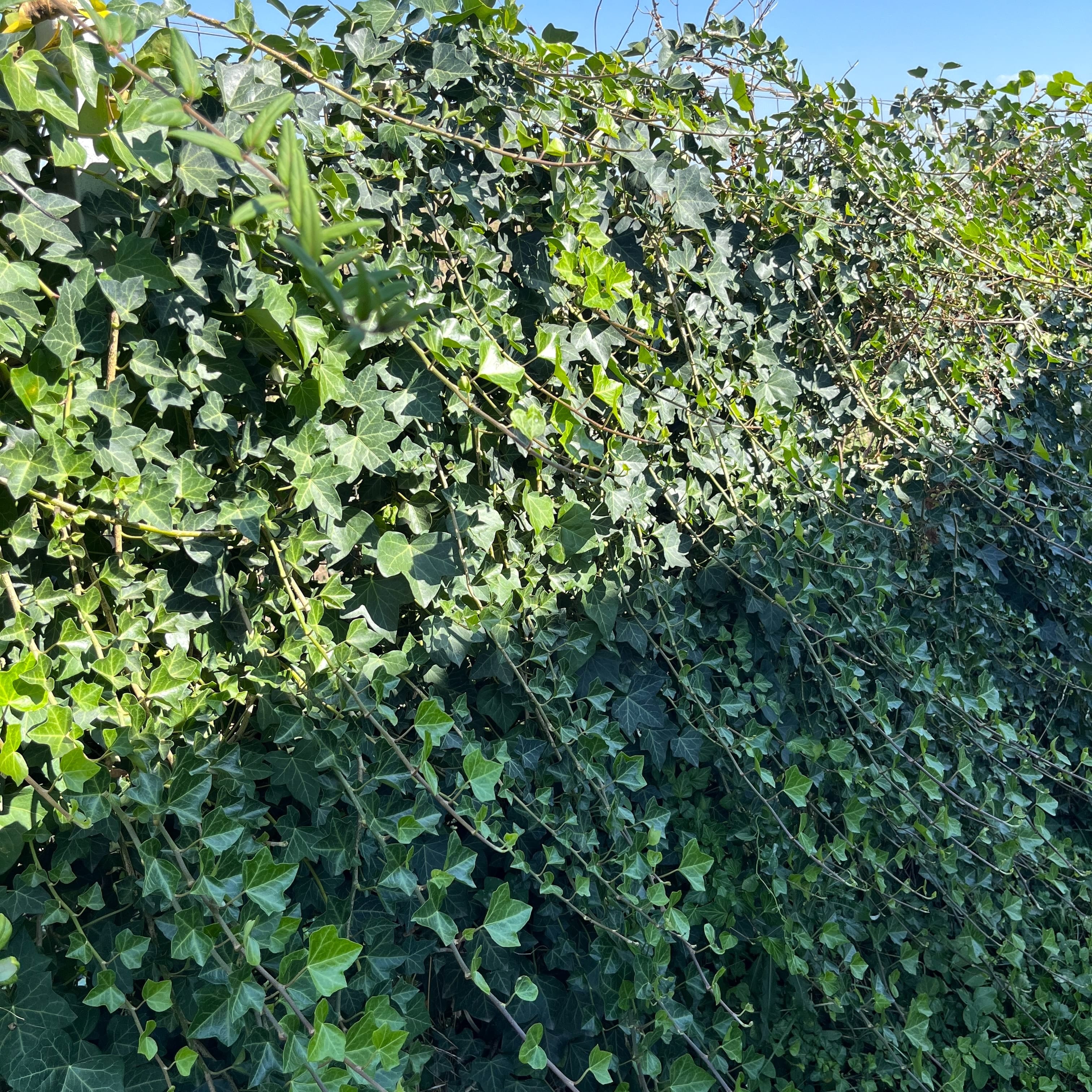 Hedera helix 'Hibernica'