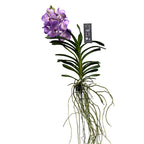 Vanda Mauve Spot (Ansu)