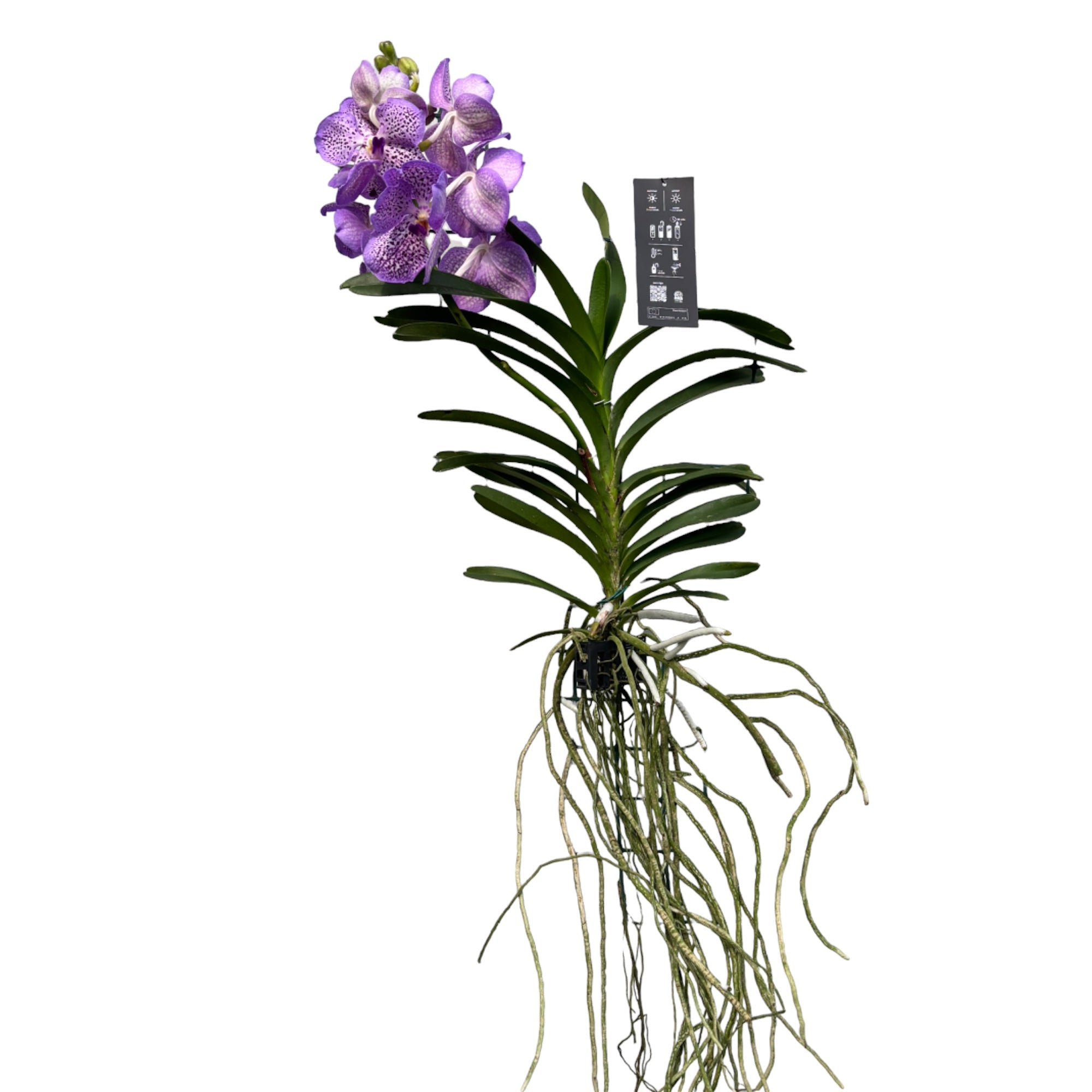 Vanda Mauve Spot (Ansu)