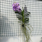 Vanda Mauve Spot (Ansu)